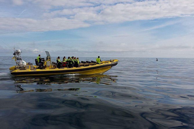 1-Hour Small Group Sightseeing Boat Tour in Vestmannaeyjar - The One-Stop Itinerary: Ribsafari Sea Caves, Rock Formations, and Wildlife Stops