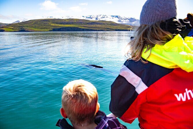 100% Whale Watching - Why Hauganes Makes This Whale Trip Feel More Real