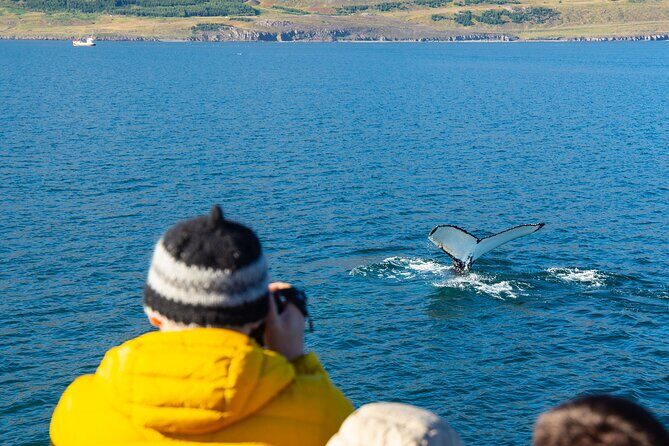 100% Whale Watching - The Human Factor: Live Guide Cues Make Whale Spotting Easier