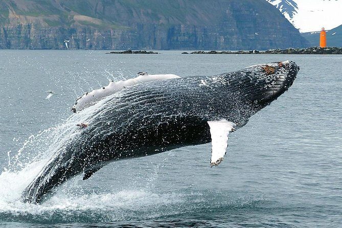 100% Whale Watching - If You’re Worried About Motion Sickness, Plan Smart