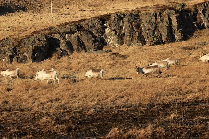 8 Day Winter Circle Tour, Ring Route of Iceland with Snæfellsnes Peninsula - Day 4: East Fjords viewpoints, Djúpivogur pace, optional horses, and the Vök Baths question