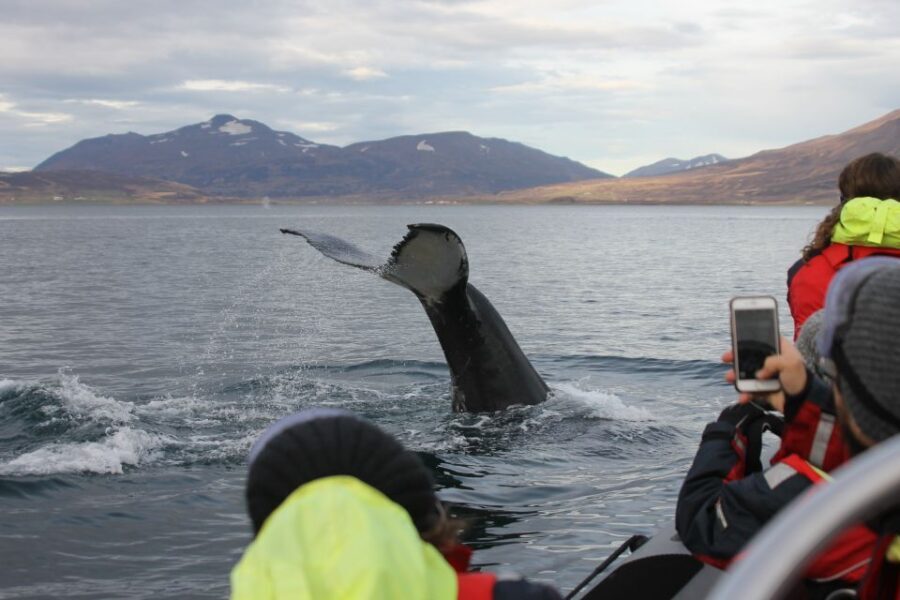 Akureyri: 2-Hour Whale Watching Express by RIB Speedboat - Key things that make this tour work