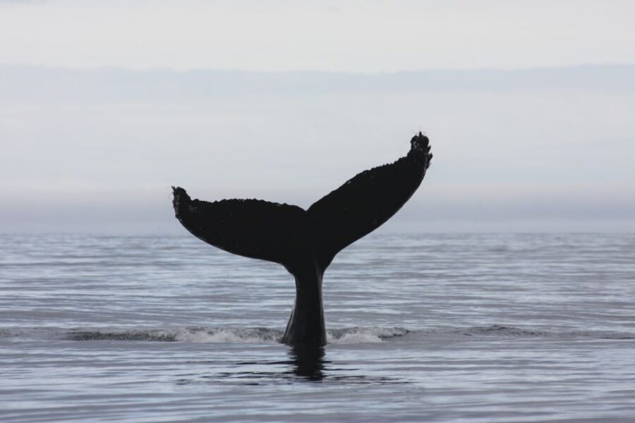 Akureyri: 2-Hour Whale Watching Express by RIB Speedboat - Should you book the Akureyri Whale Watching Express by RIB?