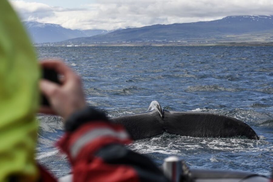 Akureyri: 2-Hour Whale Watching Express by RIB Speedboat - Akureyri’s Eyjafjord, seen close from a small RIB