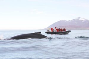 Akureyri: 2-Hour Whale Watching Express by RIB Speedboat - Meet at Oddeyrarbót 2 and gear up for the north Atlantic