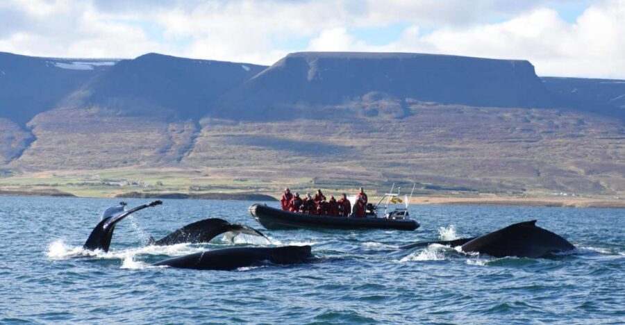 Akureyri: 2-Hour Whale Watching Express by RIB Speedboat - The two-hour route: how the crew finds whales (and keeps you moving)