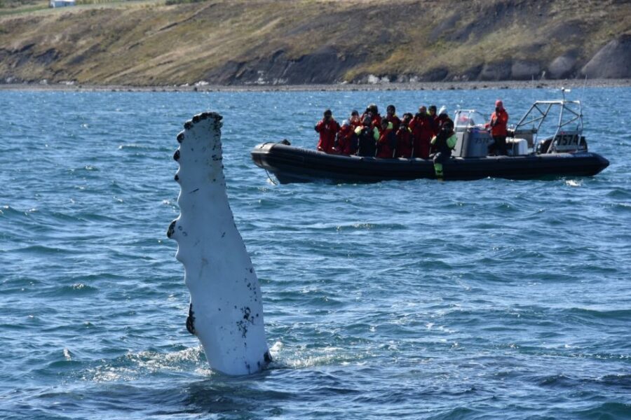 Akureyri: 2-Hour Whale Watching Express by RIB Speedboat - How it feels: timing, cold protection, and the reality of a bouncy ride