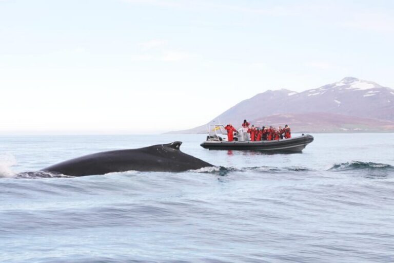 Akureyri: 2-Hour Whale Watching Express by RIB Speedboat - Meet at Oddeyrarbót 2 and gear up for the north Atlantic