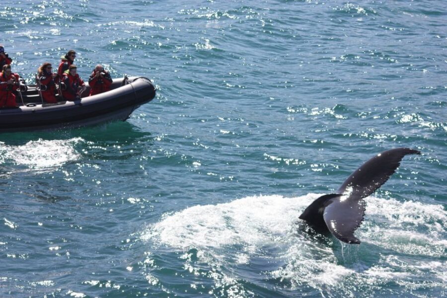 Akureyri: 2-Hour Whale Watching Express by RIB Speedboat - Price and value: is $200 per person fair?