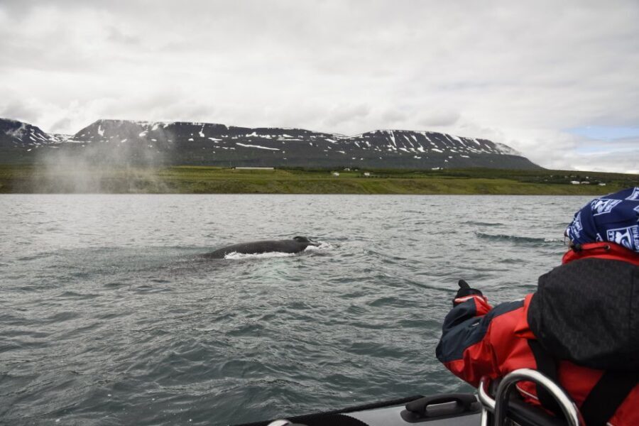 Akureyri: 2-Hour Whale Watching Express by RIB Speedboat - Who this tour suits best (and who should rethink it)