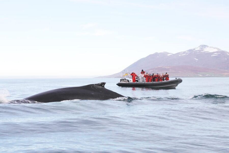 Akureyri: 2-Hour Whale Watching Express by RIB Speedboat - Meet at Oddeyrarbót 2 and gear up for the north Atlantic
