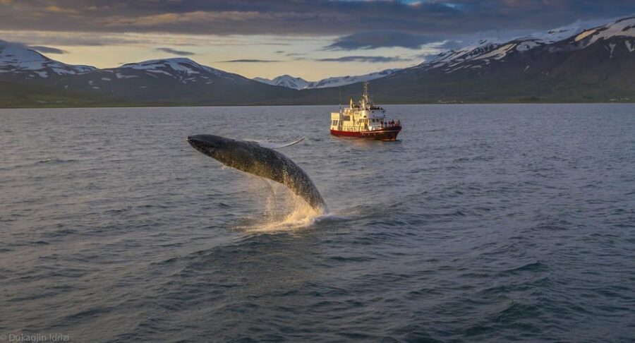 Akureyri: 3-Hour Classic Whale Watching Tour by Ship - Meeting at Oddeyrarbót Pier: The Quick Reality Check
