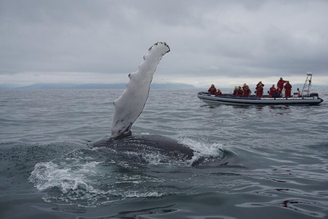 Akureyri Express Whale Watching by RIB boat - Why This 2-Hour RIB Whale Watch Fits Akureyri Perfectly