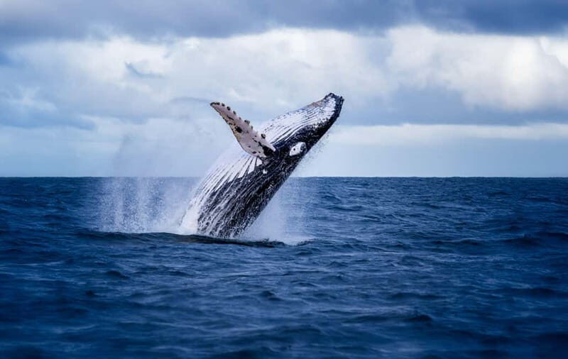 Akureyri: Whale Watching Shore Excursions - Key things to know before you go