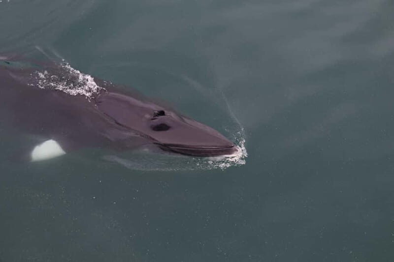 Akureyri: Whale Watching Shore Excursions - Entering Eyjafjörður: Where the tour starts in Akureyri