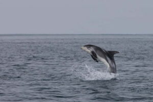 Akureyri: Whale Watching Shore Excursions - The 2.5-hour catamaran ride: what that timing really means