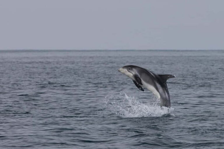 Akureyri: Whale Watching Shore Excursions - The 2.5-hour catamaran ride: what that timing really means