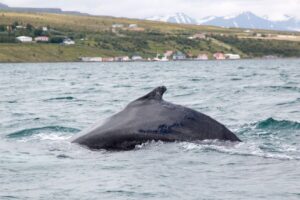 Árskógssandur: Whale-Watching Boat Trip - Getting started at Hótel Kaldi reception
