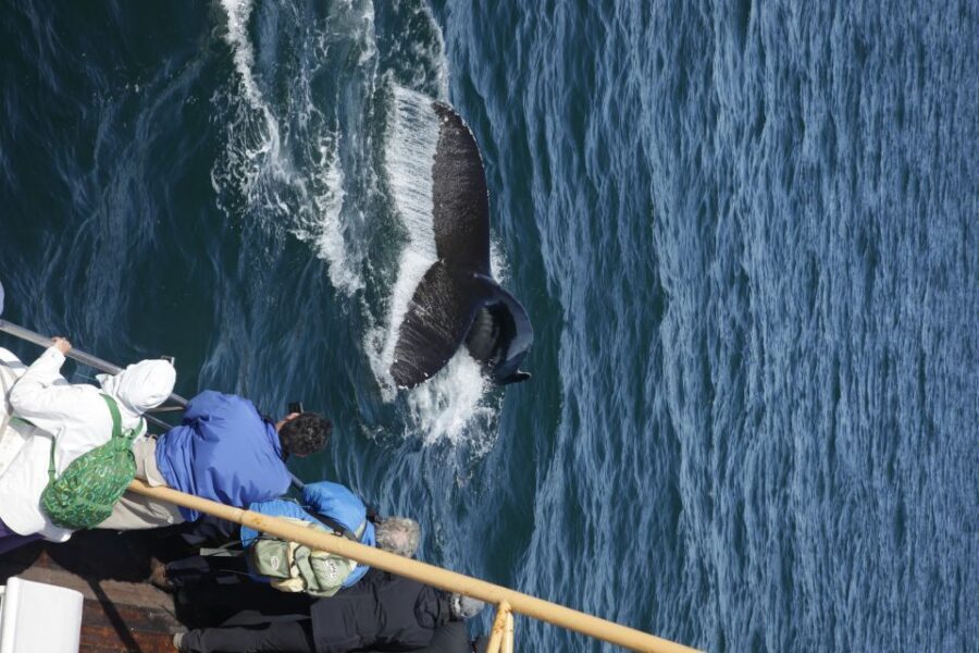 Árskógssandur: Whale-Watching Boat Trip - How the crew searches (and why it affects what you feel)