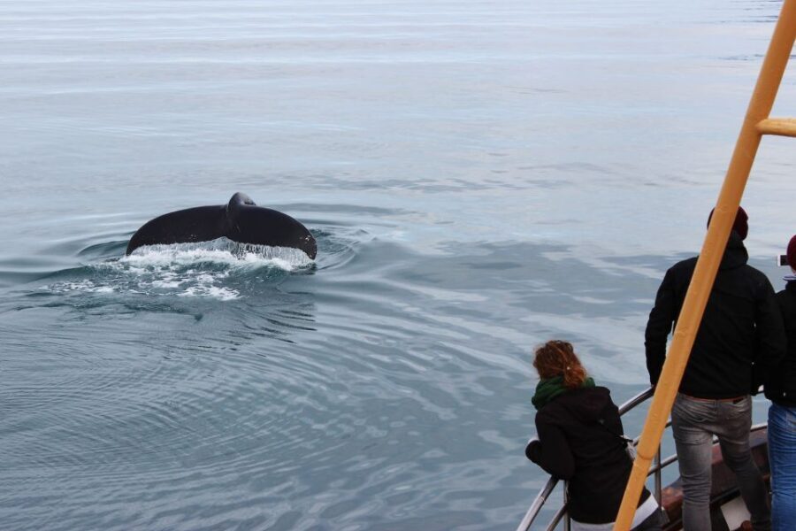 Árskógssandur: Whale-Watching Boat Trip - Price ($96) and value: what you’re really paying for