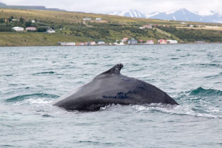 Árskógssandur: Whale-Watching Boat Trip - Getting started at Hótel Kaldi reception