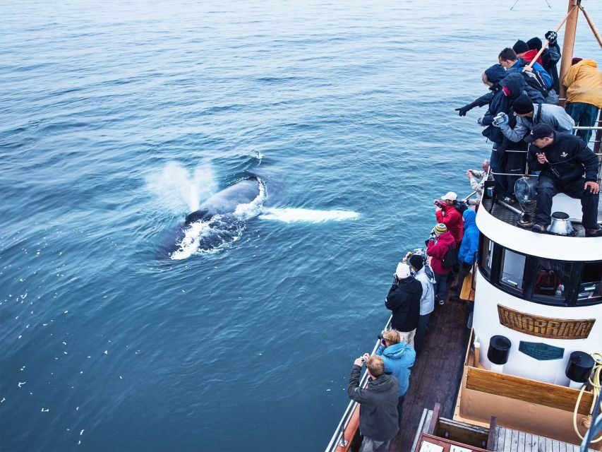 Árskógssandur: Whale-Watching Boat Trip - What the itinerary feels like from the passenger seat