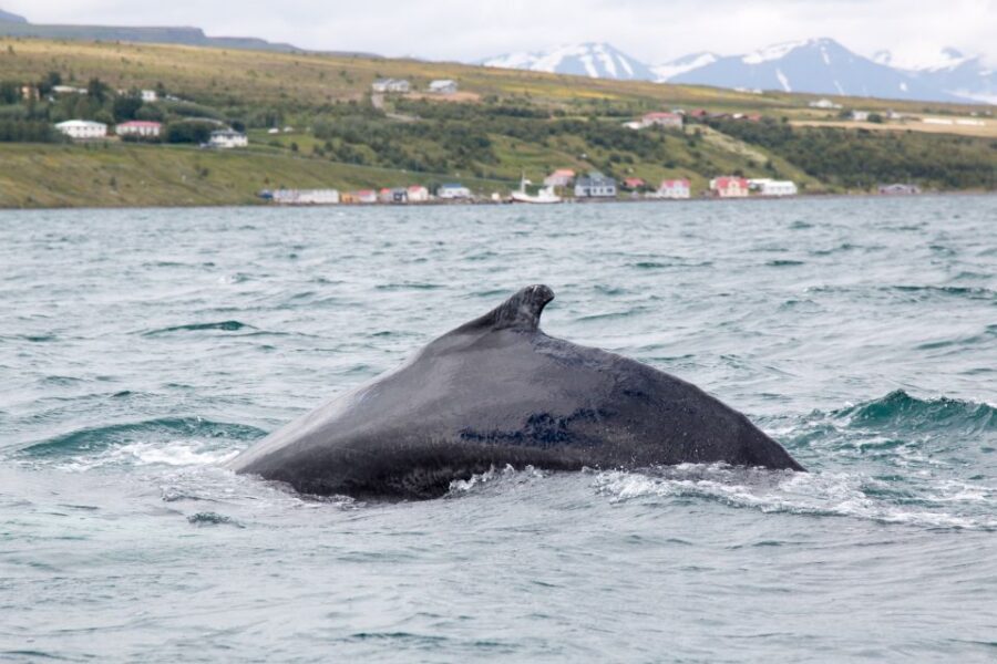 Árskógssandur: Whale-Watching Boat Trip - Getting started at Hótel Kaldi reception