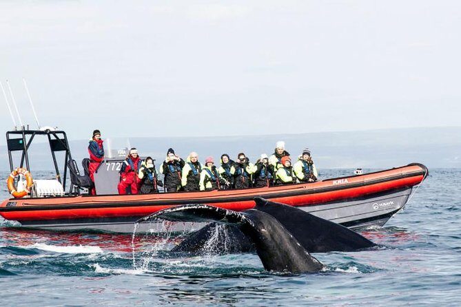 Big Whales & Puffins RIB boat tour from Húsavík - Skjálfandi Bay: where whale watching feels less random