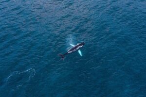 Big Whales & Puffins RIB boat tour from Húsavík - The RIB format: why small is better for your eyes