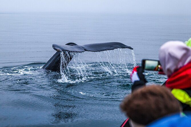 Big Whales & Puffins RIB boat tour from Húsavík - Getting from Húsavík to the hunt: how the trip actually flows