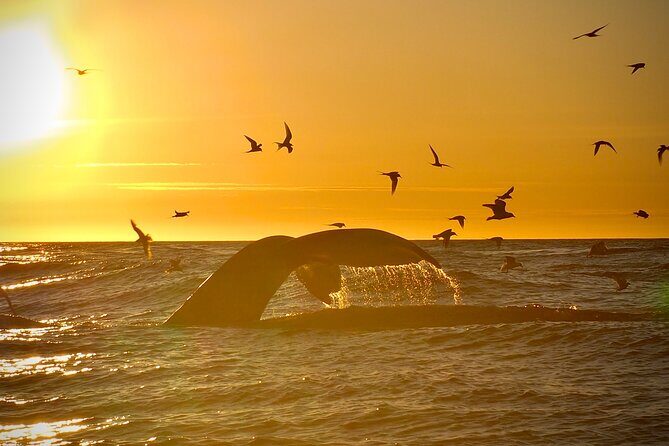 Big Whales & Puffins RIB boat tour from Húsavík - Puffins vs. big whales: know the season before you go