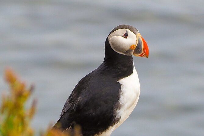 Big Whales & Puffins RIB boat tour from Húsavík - Close encounters the right way: their approach rules