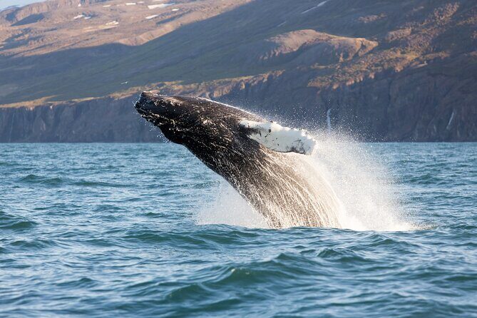Big Whales & Puffins RIB boat tour from Húsavík - What you might see: species range from common to rare moments