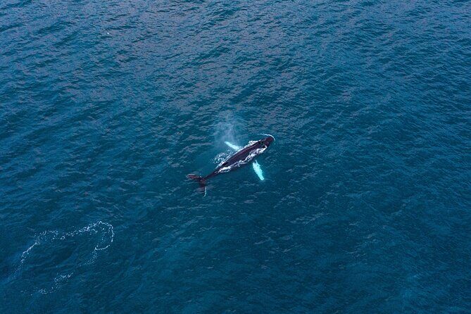 Big Whales & Puffins RIB boat tour from Húsavík - The RIB format: why small is better for your eyes