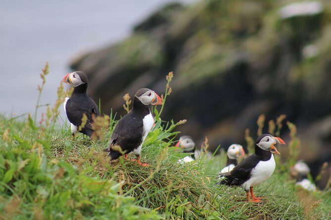 Classic Puffin Watching Cruise from Downtown Reykjavík - Key Things to Know Before You Go