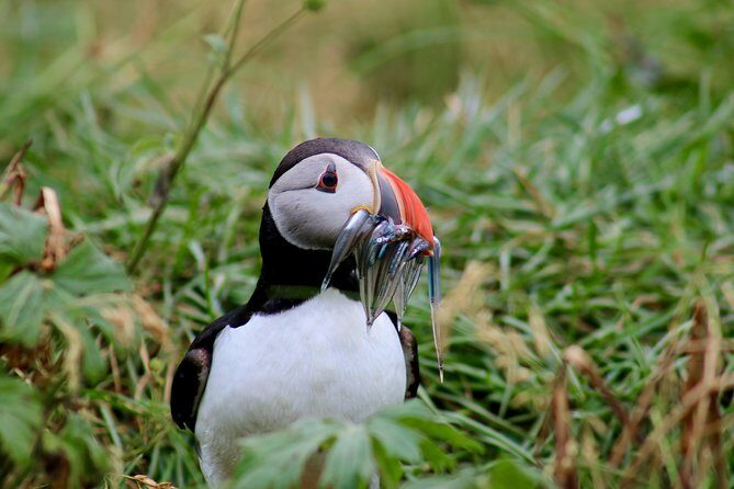 Classic Puffin Watching Cruise from Downtown Reykjavík - Why a Puffin Cruise from Reykjavík Feels Easy (Even With Limited Time)