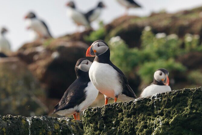 Classic Puffin Watching Cruise from Downtown Reykjavík - The Main Event: Engey, Akurey, or Lundey and How Close You Really Get