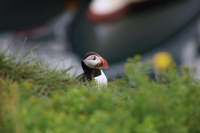 Classic Puffin Watching Cruise from Downtown Reykjavík - What’s Included in the Ticket—and How It Changes Your Packing List