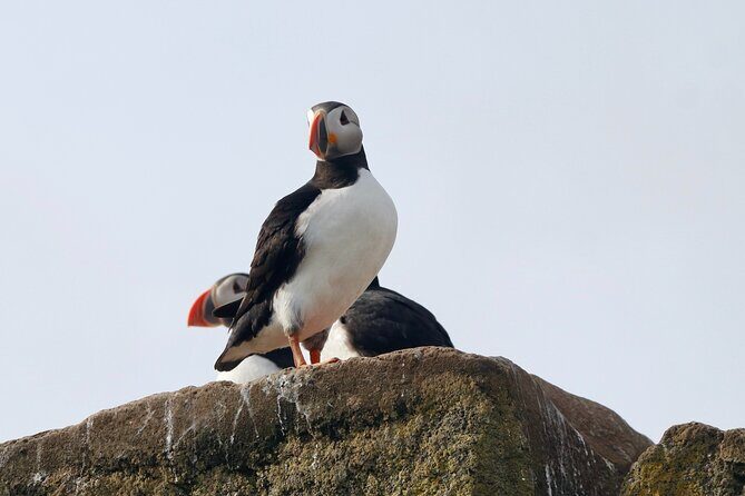 Classic Puffin Watching Cruise from Downtown Reykjavík - Weather, Seas, and Timing: When the Trip Works Best