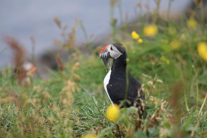 Classic Puffin Watching Cruise from Downtown Reykjavík - Who Should Book This Puffin Cruise—and Who Might Skip It
