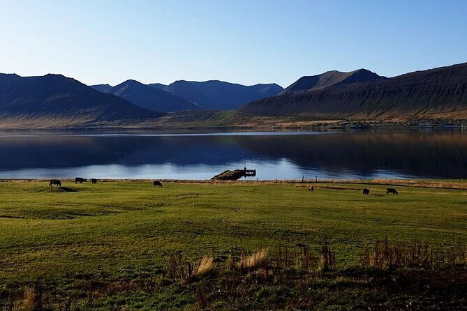 Dynjandi Waterfall & Iceland Farm Visit Tour - Price and value: is $149 fair for waterfall time plus a farm stop?