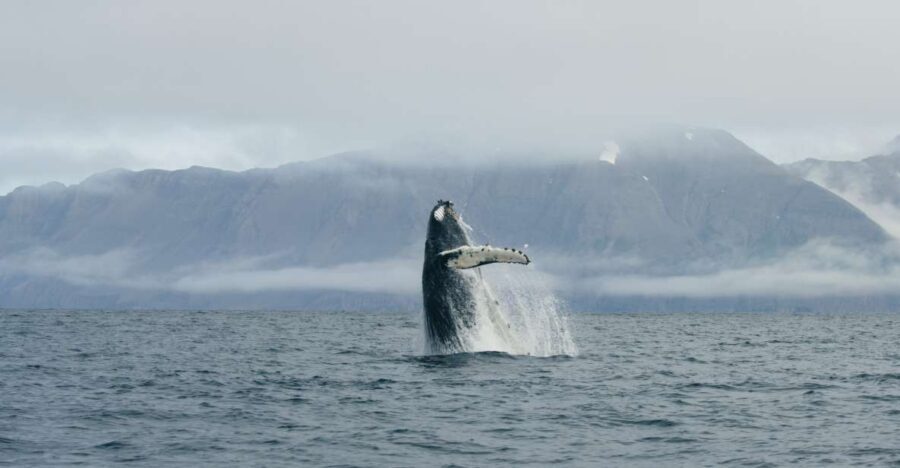 From Dalvik: Arctic Whale Watching in Northern Iceland - Key Things I’d Put on Your Checklist
