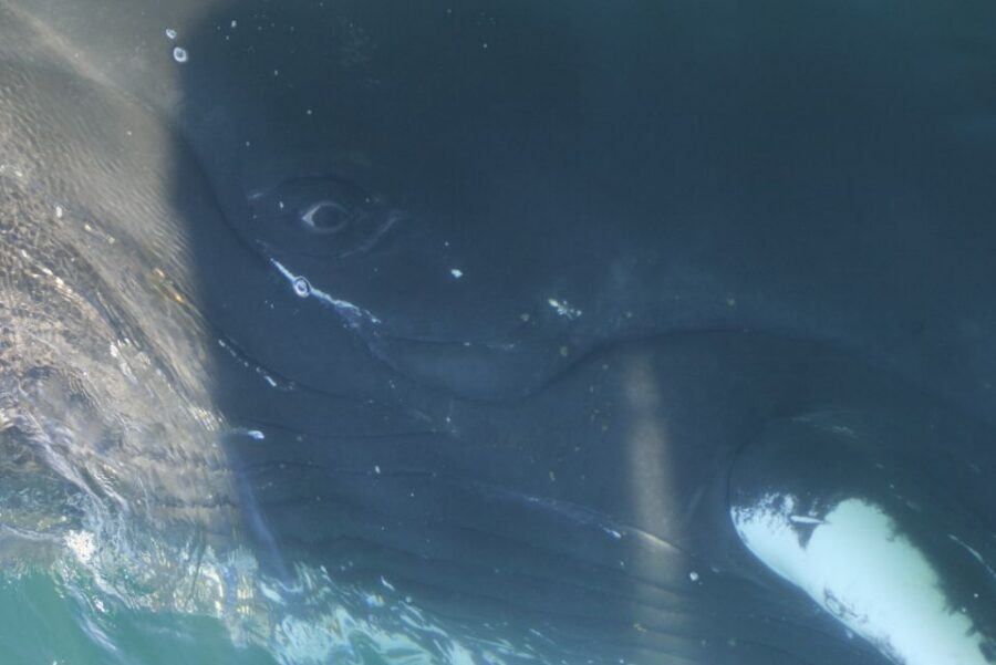 From Dalvik: Arctic Whale Watching in Northern Iceland - Weather, Cancellations, and How to Plan Your One Good Whale Day