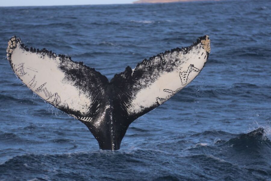 From Dalvik: Arctic Whale Watching in Northern Iceland - Why Dalvík and Eyjafjörður Matter for Whale Watching