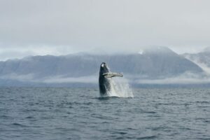 From Dalvik: Arctic Whale Watching in Northern Iceland - Getting Started at Hafnarbraut 22: The First 15 Minutes Count