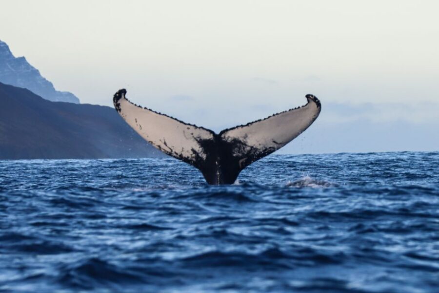 From Dalvik: Arctic Whale Watching in Northern Iceland - On the Water: How the 3-Hour Timing Works