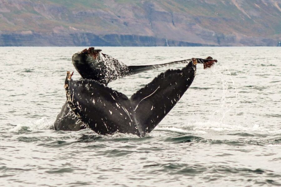 From Dalvik: Arctic Whale Watching in Northern Iceland - What You Can Spot Near Tröllaskagi (And What to Do When You Don’t)