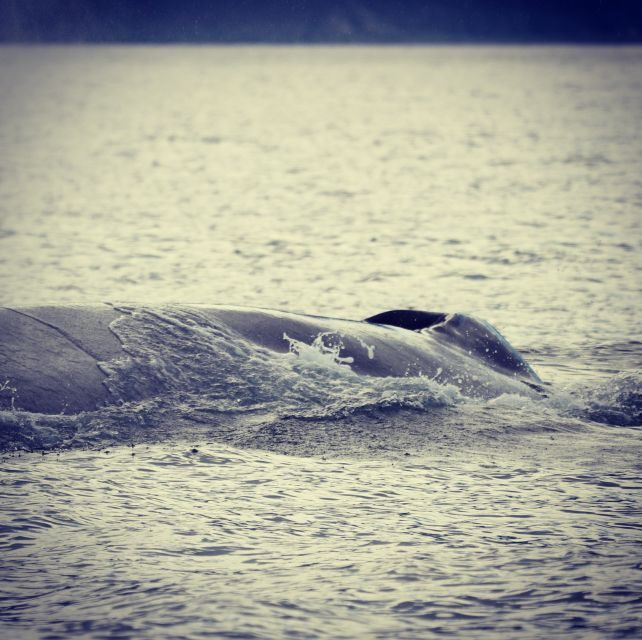 From Dalvik: Arctic Whale Watching in Northern Iceland - The Warm Gear, Hot Drinks, and Those Small Comforts