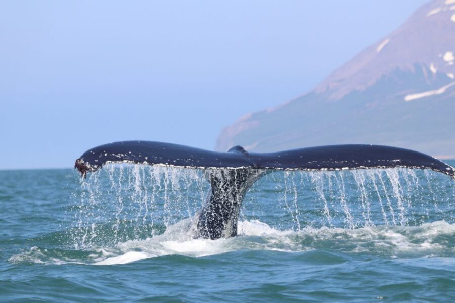 From Dalvik: Arctic Whale Watching in Northern Iceland - Price and Value: Is $94 Worth It for 3 Hours?