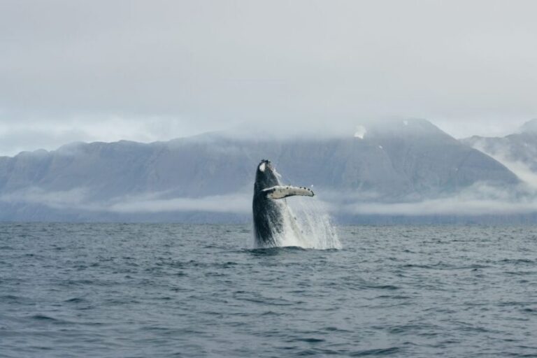 From Dalvik: Arctic Whale Watching in Northern Iceland - Getting Started at Hafnarbraut 22: The First 15 Minutes Count
